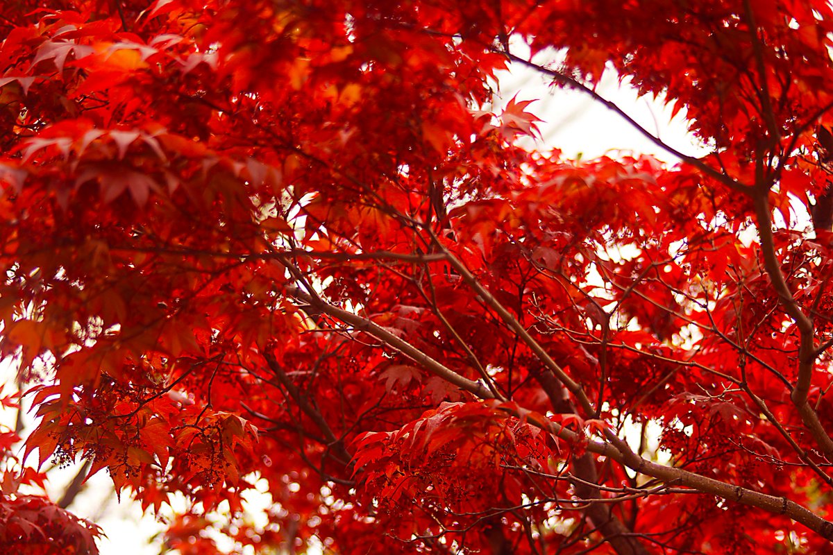 はな言葉 ウェディングドレス على تويتر 春紅葉が美しかったので思わず写真を撮りました たぶん野村楓 ノムラカエデ 別名は野村紅葉ノムラモミジ だと思います 間違ってたらご指摘お願いします 花言葉は 大切な思い出 美しい変化