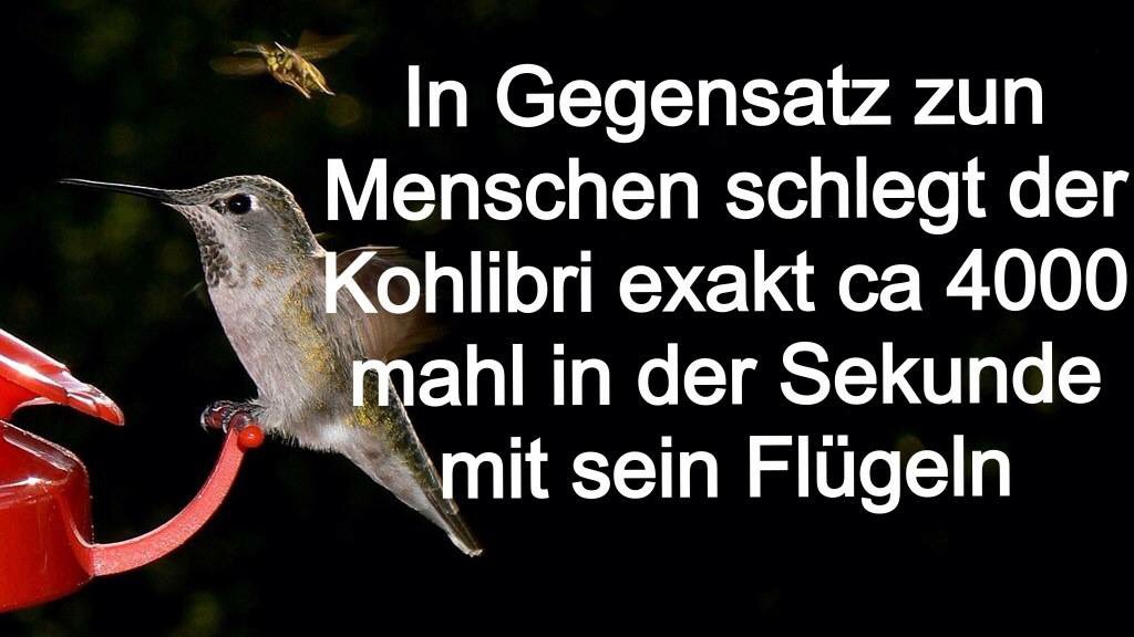 Er schlegt schneller als 1 Mensch. Guten Start in den Tag Twitters, LieGrü!