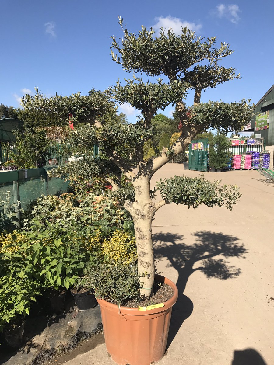 Beautiful Olive Tree <a href="/TheOtterNursery/">The Otter Nursery</a> #OliveTree