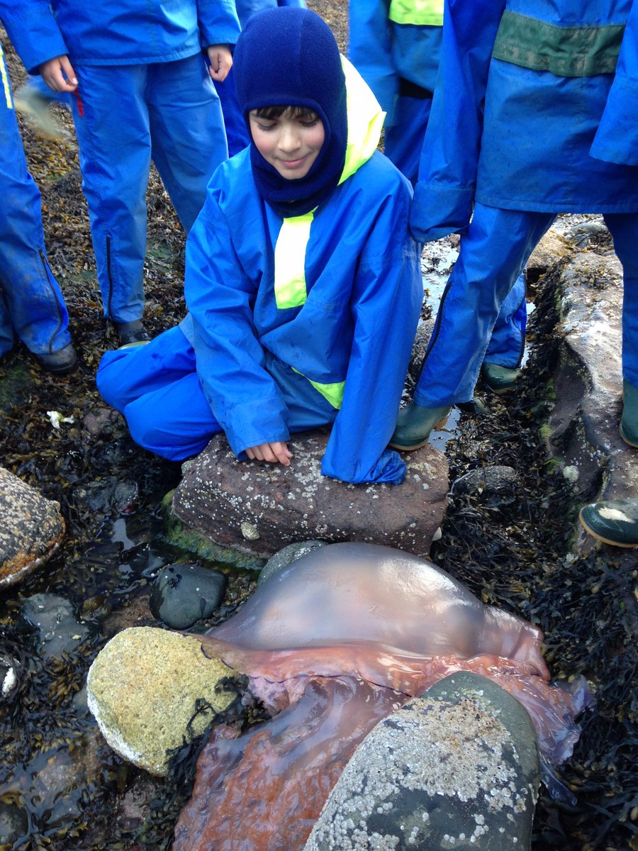 Arran Coast (@arrancoast) on Twitter photo It's #rockpooling season. <a href="/Jen_S14/">Jenny Crockett</a> was out with <a href="/St_Lukes_Pr/">St Luke's Pr & EYC</a> last night - they found #hermitcrabs, #starfish & a giant #barreljellyfish ! It's #rockpooling season. <a href="/Jen_S14/">Jenny Crockett</a> was out with <a href="/St_Lukes_Pr/">St Luke's Pr & EYC</a> last night - they found #hermitcrabs, #starfish & a giant #barreljellyfish !