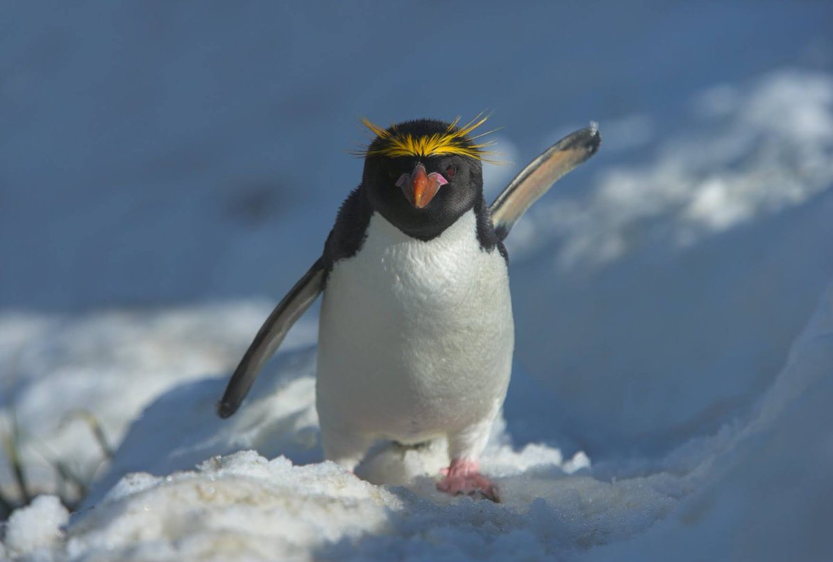 Our Macaroni Penguins in South Georgia says it should STOP! 