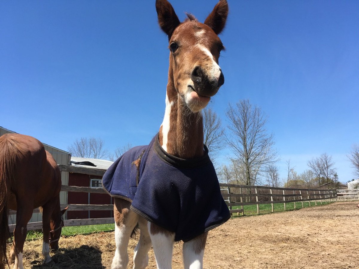 BAHR_HAHD's tweet photo. Naming contest ends April 30! Submit your name choice &amp; $5 @ https://t.co/ClP3FUW2Dq and use the DONATE button https://t.co/J8wP7f4ZoZ