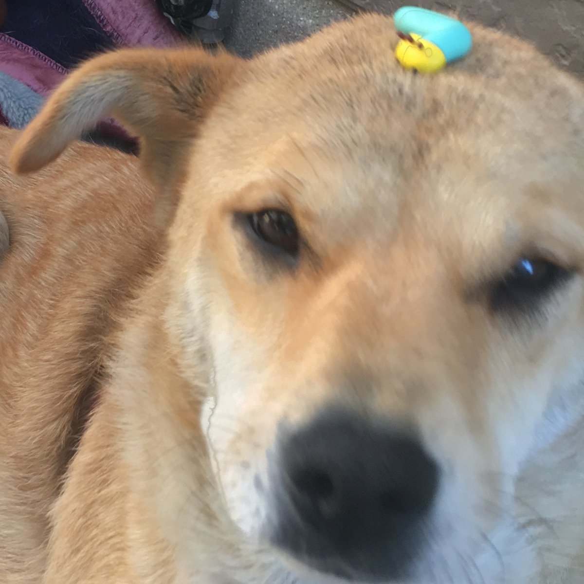 がくこ در توییتر 犬と出会うニャッキ がくこ در توییتر 犬と出会うニャッキ