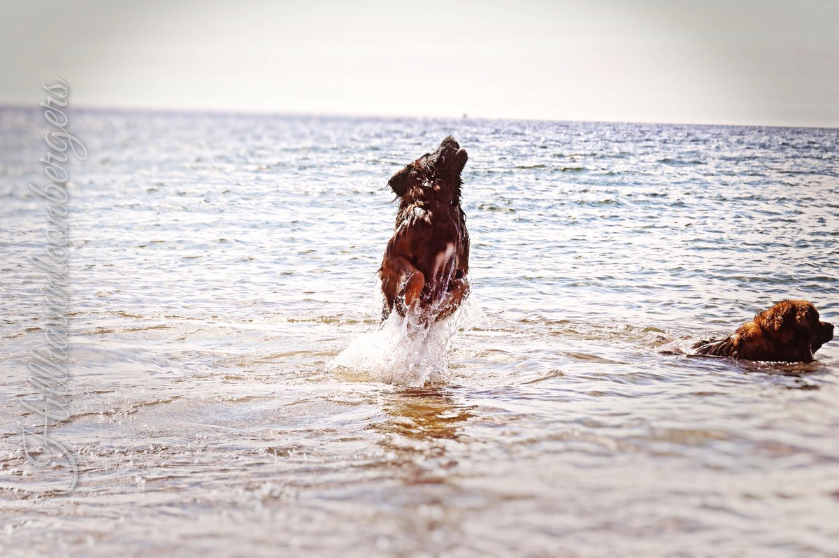 hillhaven leonbergers