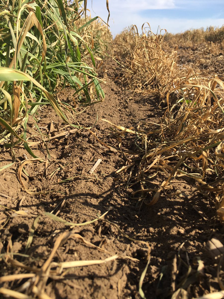 My <a href="/YetterFarmEquip/">Yetter Farm Equip.</a> air adjust residue managers and spiked closing wheels are giving me a great seedbed in this terminated #rye #covercrop