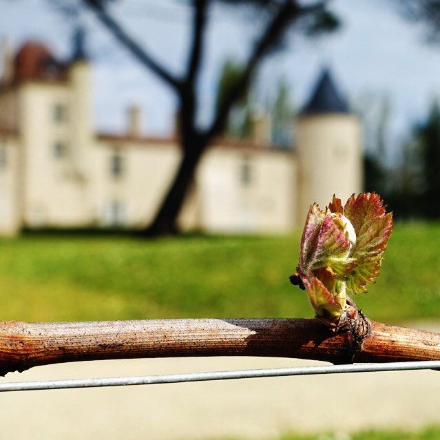 Premier bourgeon de vigne. Feuille à feuille, la #fleur de vigne se libère de sa coquille de vert 🌱#vignoble #WineMorning