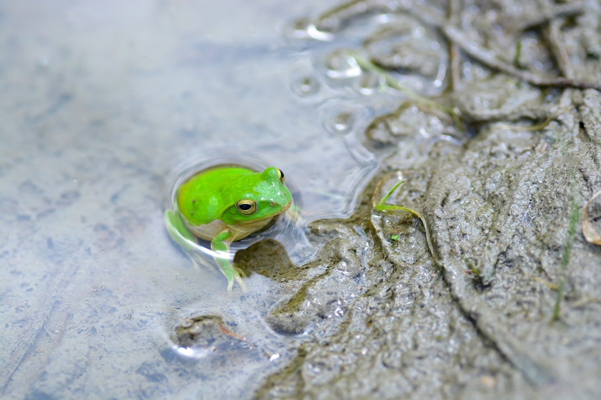 もも カエルはかわいらしく面白い生きものです でも近年 こうしたカエル が産卵する山間部の水田は 高齢化や後継者不足 効率化で急激に減少していて 近い将来カエルの姿も珍しくなるかもしれません シュレーゲルアオガエル 4 25撮影