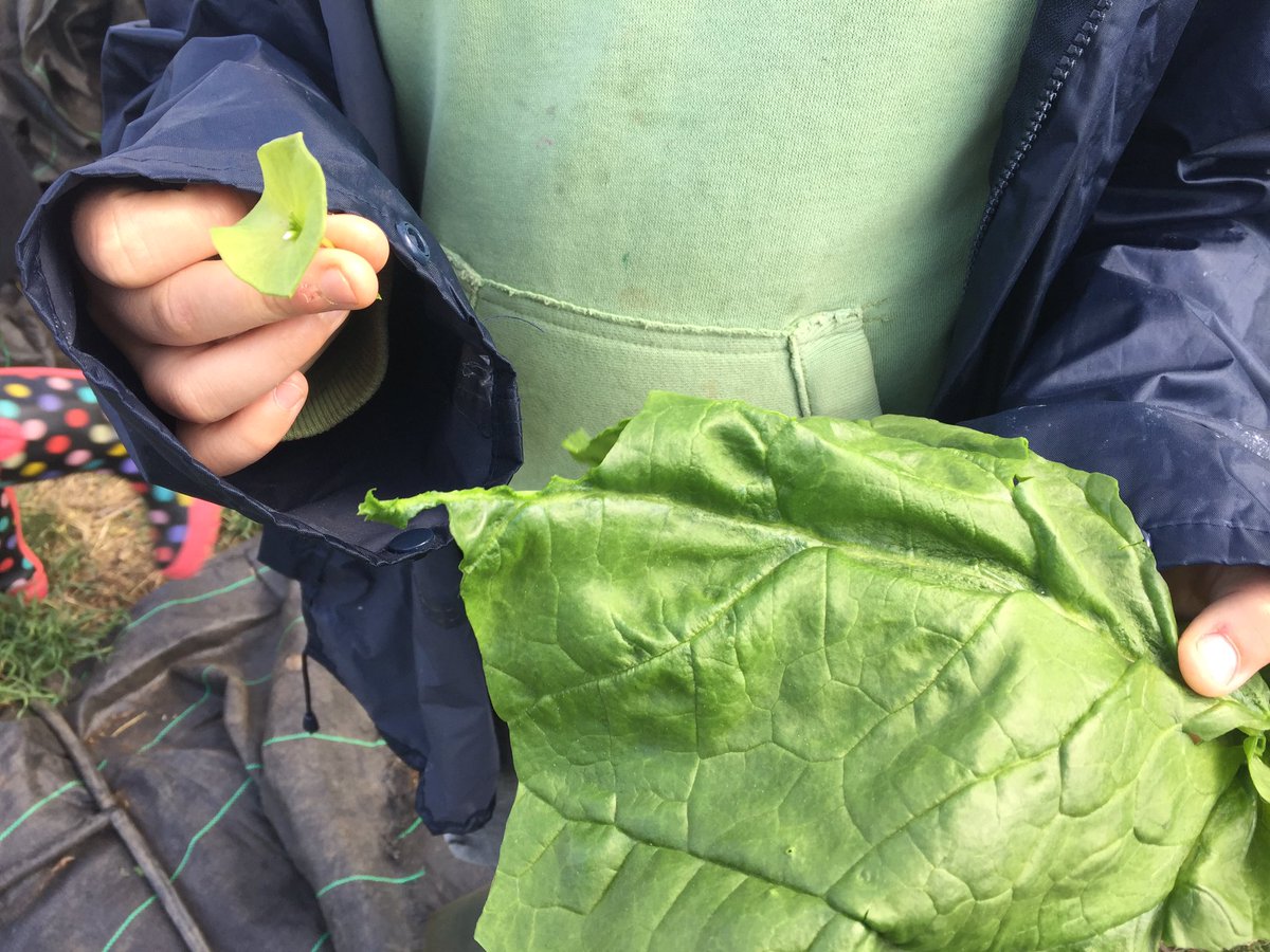 sfmtweet's tweet image. .@SuttonEBP boys getting stuck into purslane and spinach straight from the ground @SuttonFarm #knowyouronions