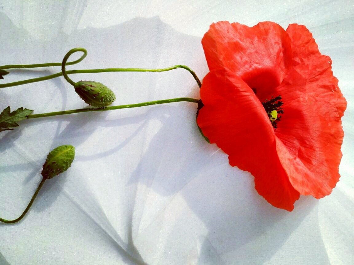 MarmiRossi's tweet photo. 25Aprile
#FestadellaLiberazione #AnniversariodellaResistenza #AnniversariodellaLiberazionedItalia #Tricolore #BiancoLasa #BiancoLasaCovelano https://t.co/kN30ybgBYy