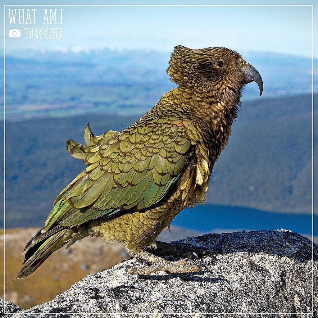 Discovery Melbourne tweet media