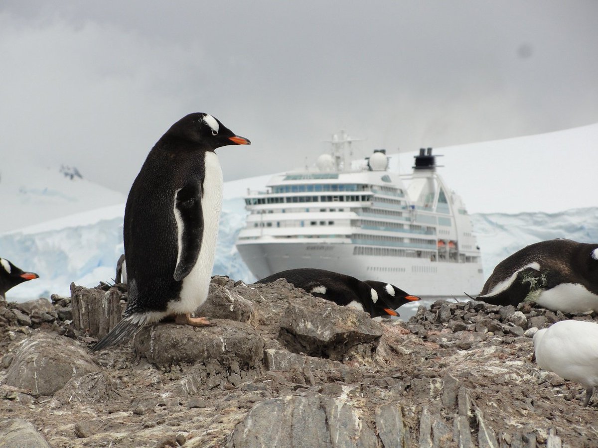 #WorldPenguinDay Close-up sightings of these cuties are guaranteed on a <a href="/SeabournCruise/">Seabourn</a>  Antarctic Experience.  seabourn.com
