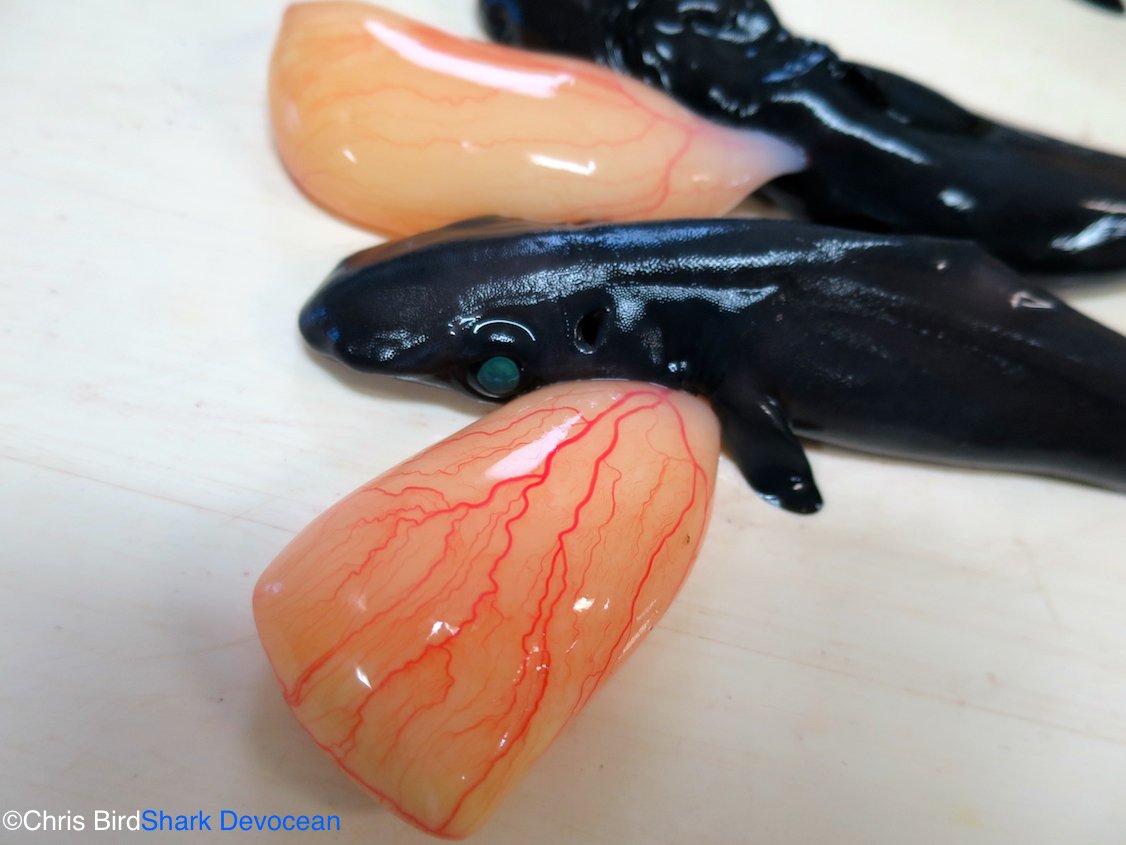 Longnose Velvet Dogfish