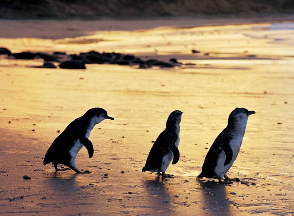 Visita <a href="/phillipisland/">Phillip Island</a> con #Travisy en #Australia para ver a los diminutos y preciosos pingüinos! #WorldPenguinDay #TuesdayMotivation