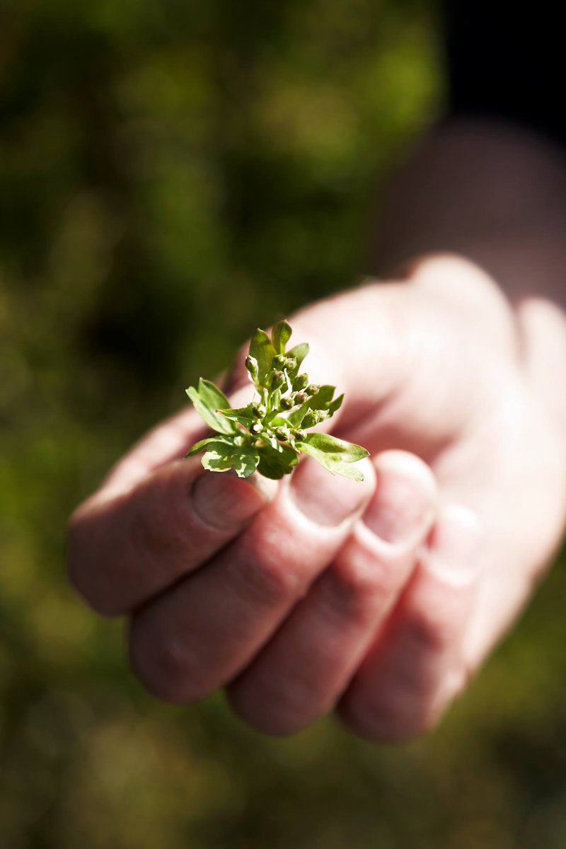 Use Frank Radder’s wild herbs to give your creations a unique dimension > bit.ly/2oGwCzb