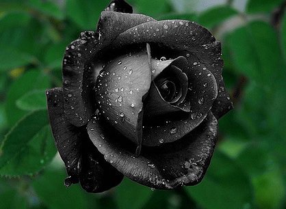 世界の花図鑑 黒バラ トルコのハルフェティ南東部にのみに生息するバラ 絶滅が危惧されている希少な花だそうです 花言葉は 決して滅びることのない愛 世界の花図鑑 黒バラ トルコのハルフェティ南東部にのみに生息するバラ 絶滅が危惧されている希少な花だそうです 花言葉は 決して滅びることのない愛