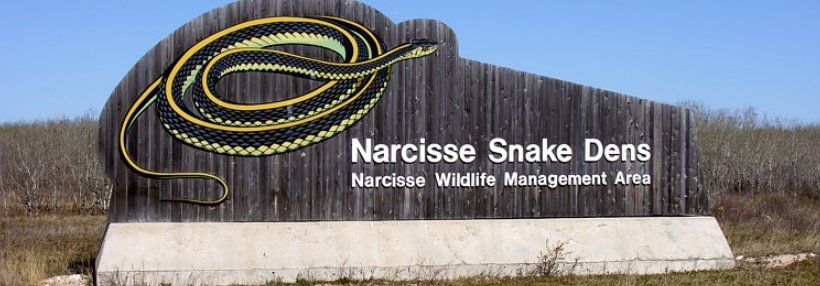 Looking for something to do this weekend?

Why not checkout the snake pits?

naturenorth.com/spring/creatur…