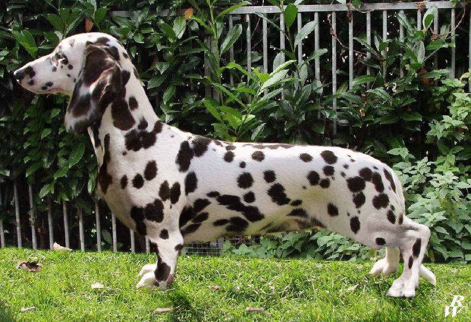 Spotty sausage dog sale
