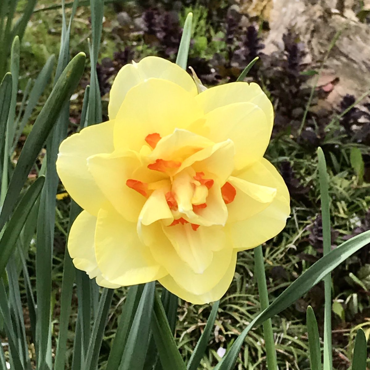 Midori_Mat's tweet photo. I found yellow narcissus(水仙🌼Suisen🇯🇵),it made me feel better today.😷🤧😌💐🌷🌸 #flowers #nature #yellow https://t.co/OvYCiAmypE