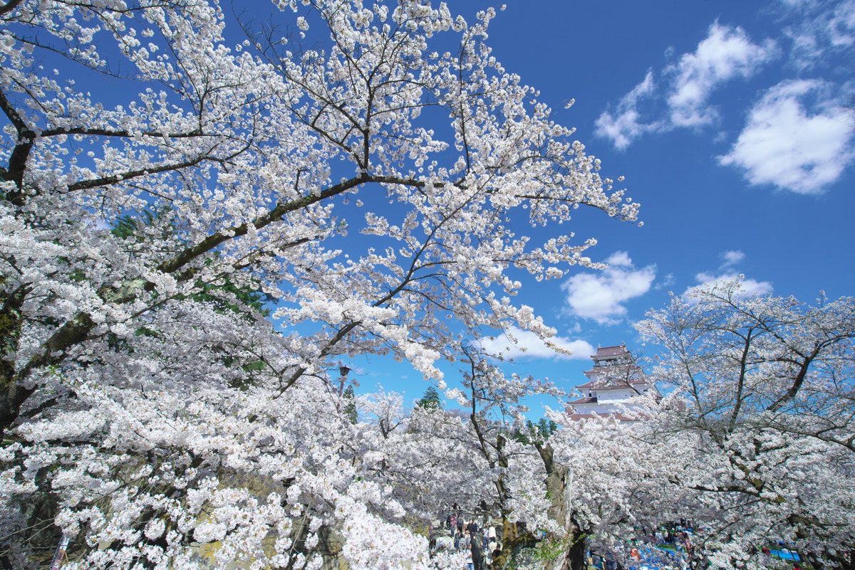 鶴ヶ城天守閣。桜の季節初めて行きましたが綺麗すぎて(^^;