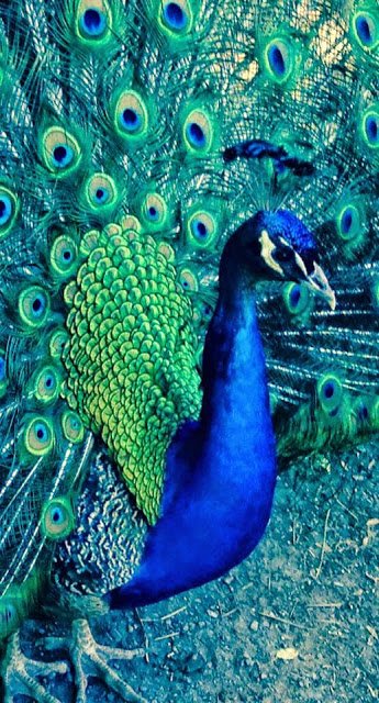 LSmith4K's tweet image. #patientcare/appts positivegreeting/respect/informedwaittime/explanationofforms/privacy/#accessabilty activelistening/empathy/Cohesive staff