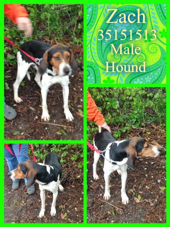 FriendsOfDuplin's tweet photo. ZACH NEEDS A 🏡
$100 IN PLEDGES 4 #RESCUE
2-3 YRS OLD
#BEAGLE MIX
📞910-296-2159
#DUPLINAC #ILM #NC🇺🇸
#DOGSOFTWITTER
➡️https://t.co/aSQtm5PM2M https://t.co/OmqWS62rUE