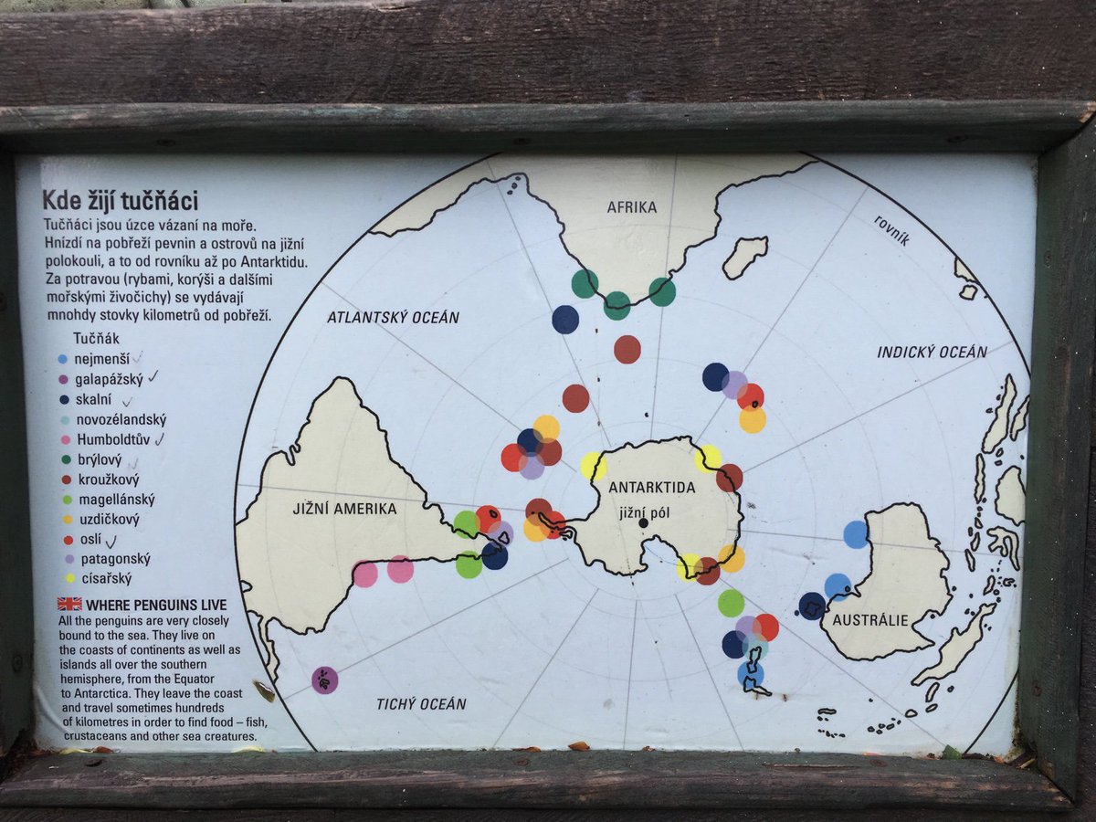 しきぶ ただの労働者 En Twitter ペンギンっていろんな大陸にいるよなーと思っていたけど 南極を中心とした地図で見ると生息地がスッキリ Zoopraha