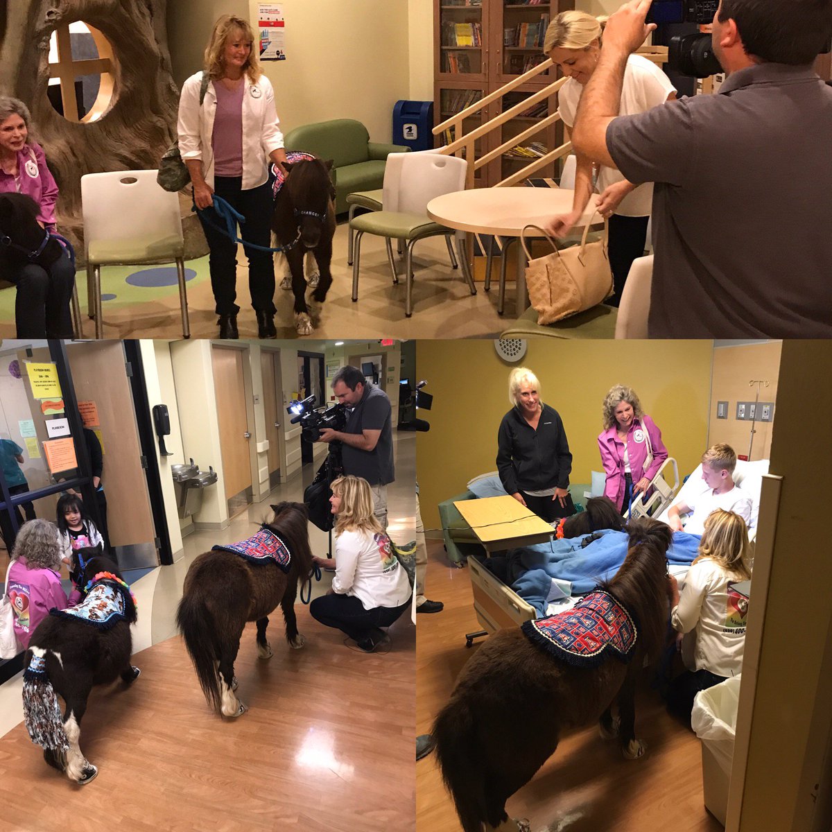 TMCChild's tweet photo. Thanks to @KVOA who came in to cover one of our heroes, Nancie Roahrig of Step Up into TLC and her #equestriantherapy program #pettherapy https://t.co/J5pbAt6vLT