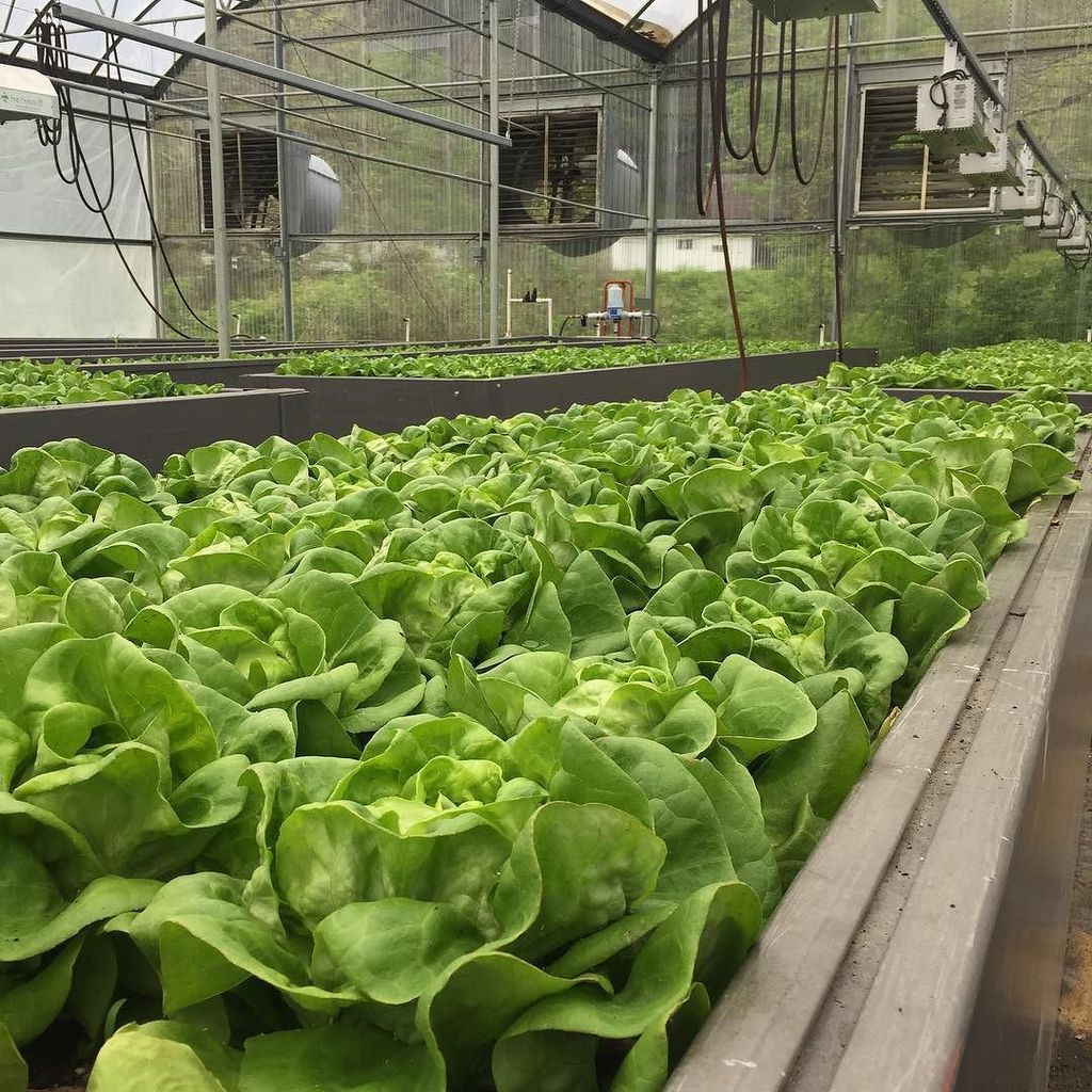 EatAndRunRD's tweet photo. Lettuce growing for a local school! #farmtoschool #TNf2sFieldTrip #twitter https://t.co/5NBF6qhCAN https://t.co/85CnZRfu4I