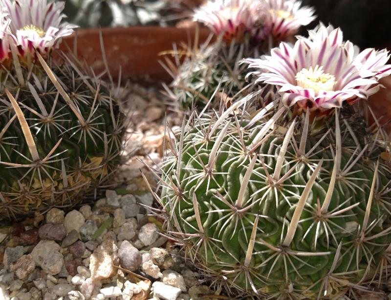 TucBotanical's tweet photo. The Weird Plant Sale is coming soon! https://t.co/XBPY7IwhdV https://t.co/aF6Cbg2eYf