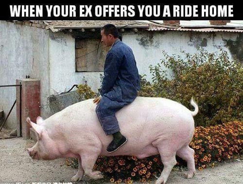quicklolcom's tweet photo. ★ Need A Ride Home? ★ #funnypics
https://t.co/wYNWHGRRcm https://t.co/YEnUcG3DYh