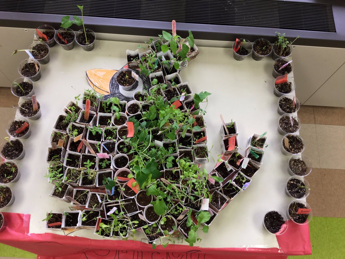MariaDjurdjevic's tweet photo. #recycledgardens #Kids_Gardening #d62learns
#62Terrace Our Courageous  Cardinal Garden https://t.co/OH6ER0CIfN