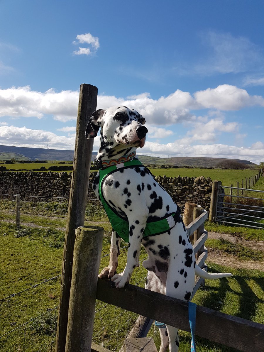 Let Me Jog Your Dog (LetMeJogYourDog) Twitter