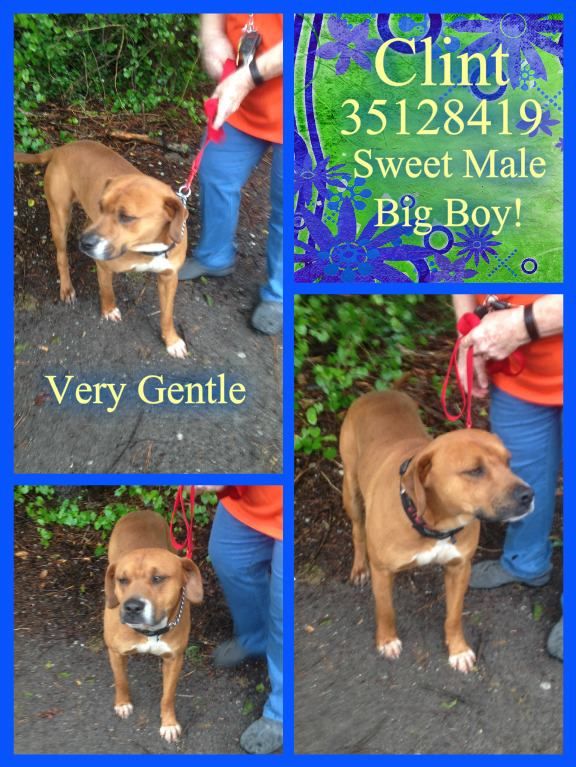 FriendsOfDuplin's tweet photo. 💙CLINT
#BOXER &amp; #LAB
HW-
2 YRS OLD
60 LBS💛
📞910-296-2159
#GENTLEGIANT
#DUPLINAC #ILM #NC🇺🇸
#DOGSOFTWITTER #DUPLIN
➡️https://t.co/mGuSVsBf9F https://t.co/myoFh5issP