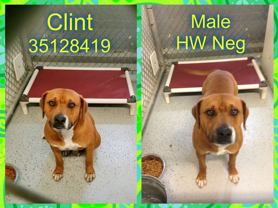 FriendsOfDuplin's tweet photo. 💙CLINT
#BOXER &amp; #LAB
HW-
2 YRS OLD
60 LBS💛
📞910-296-2159
#GENTLEGIANT
#DUPLINAC #ILM #NC🇺🇸
#DOGSOFTWITTER #DUPLIN
➡️https://t.co/mGuSVsBf9F https://t.co/myoFh5issP