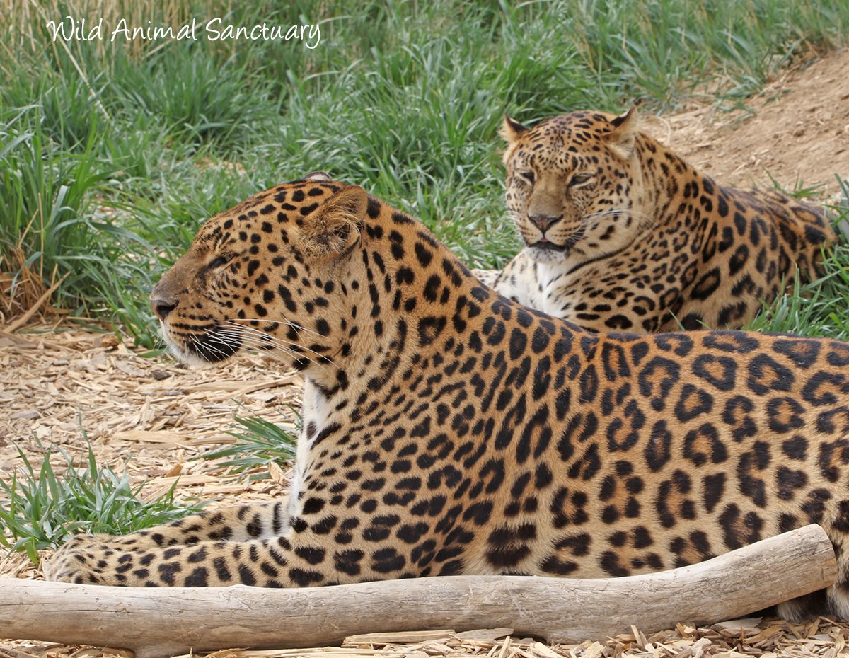 animalsanctuary's tweet image. Check out our upcoming events for the year 2017
wildanimalsanctuary.org/attend-or-spon…
#wildanimalsanctuary #animalsanctuary #events2017