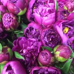 Photo by SF Flower Market (@sfflowermart)
