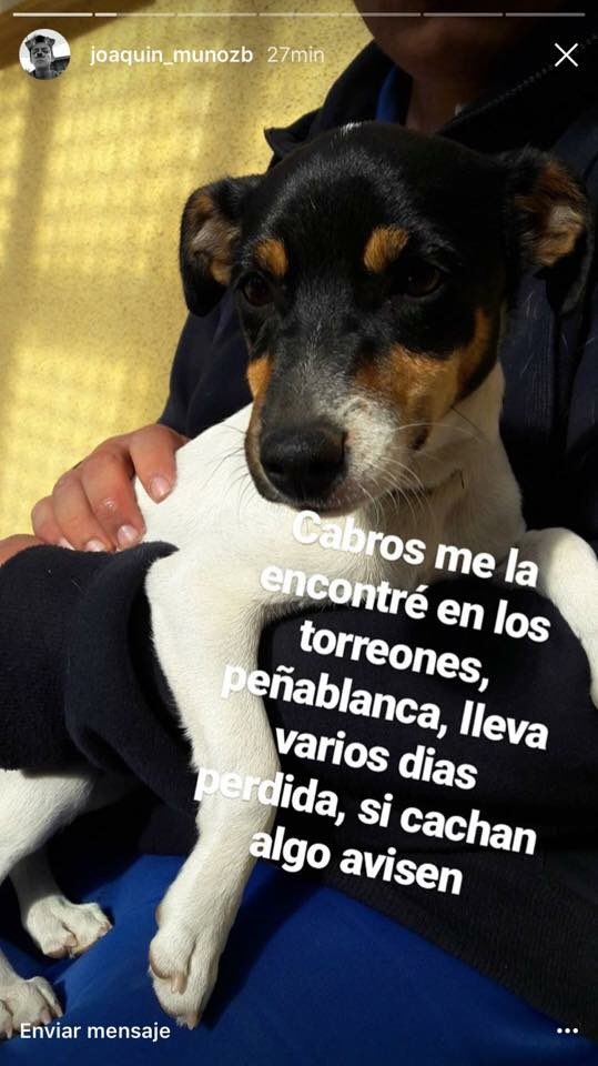 martelcea's tweet photo. PERRITA PERDIDA
Encontraron esta perrita en torreones, peñablanca. https://t.co/2OZrdwFg9N