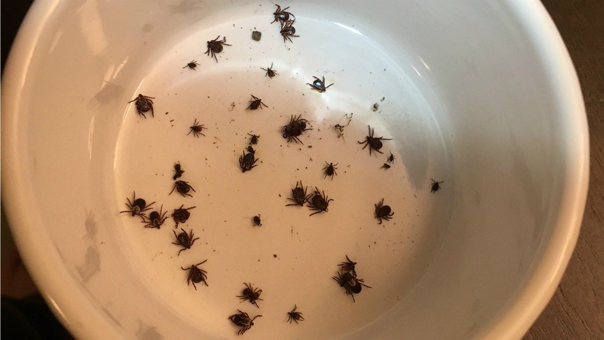 NBCConnecticut's tweet photo. Man pulls 30 ticks off his dog after a run in West Hartford https://t.co/LuTTaqJ1Ww https://t.co/xF9qGlTb1N