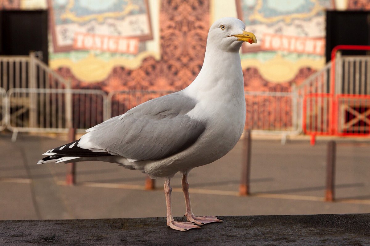 yannickdixon's tweet photo. Seagull seeking photo opportunity at South Pier #Blackpool #Bird #Nature #Photography #Seagull #Wildlife https://t.co/kGIO5OQUko