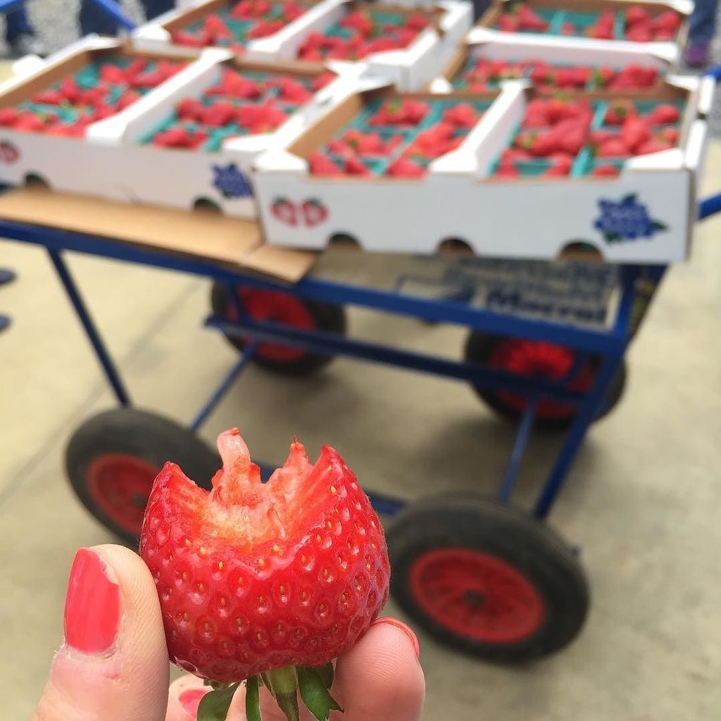 EatAndRunRD's tweet photo. Best field trip ever. #ilovemyjob #strawberries🍓 #nofilter #twitter https://t.co/v55rieffry https://t.co/bZ3J8JQF8c