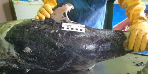 TMMC's tweet photo. We're sad to announce @FrancesGulland just necropsied another vaquita. Clearly died in a fishing net. See cross hatching #VaquitaCPR https://t.co/T3W2LPWDRc