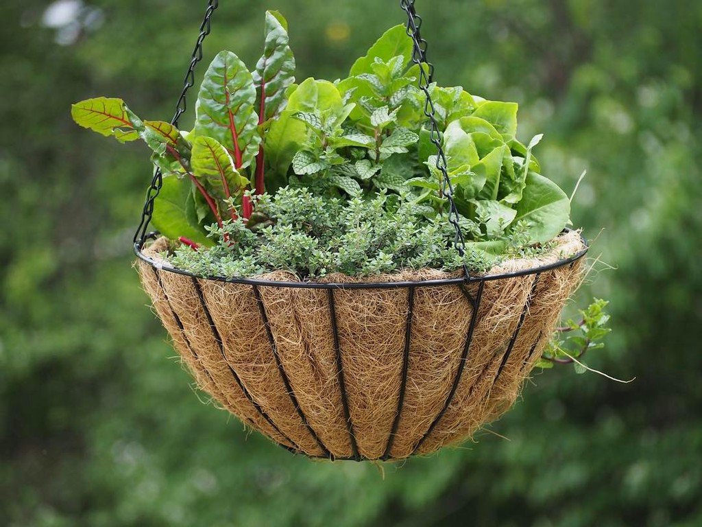 harperponics's tweet photo. Who needs flowers in your #hangingplanter when you can #plant #saladgreens and #herbs? https://t.co/OIKNEbEj1j