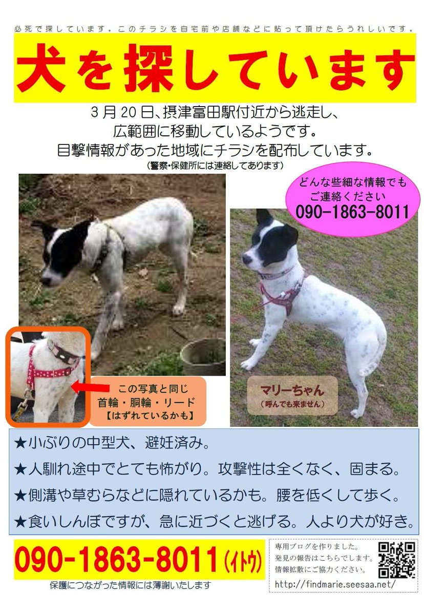 犬、逃げた 132600犬 逃げた 捕まえ方 gbrjokiblogoitujp