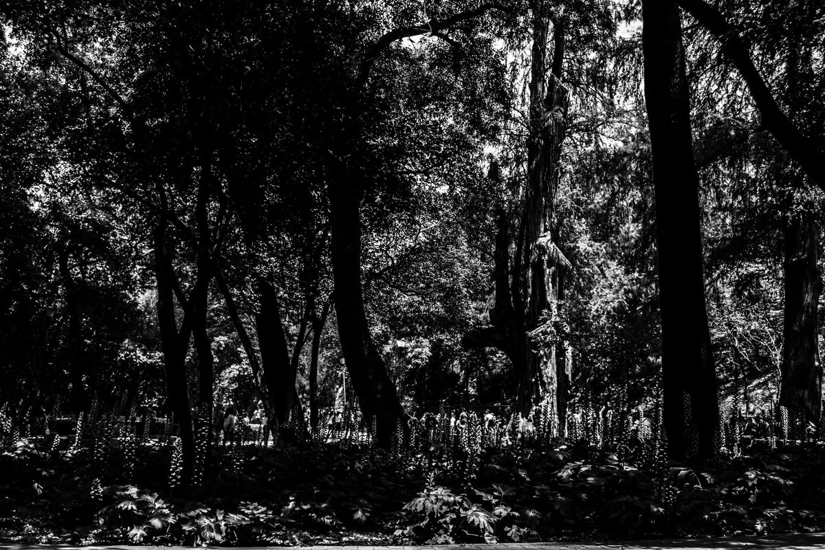 Antrezlmtz's tweet photo. You can see the darkness in nature... #byantrez #forest #nature #trees #darkside #darkness #foto #blancoynegro #nikon #FelizMartes https://t.co/SyOHH0dQHy