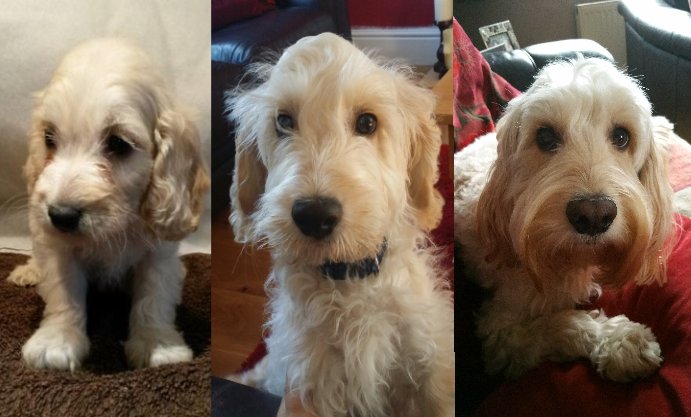 Spence4PetPlan's tweet photo. Spence has been through general illnesses as well as broken bones. We've been there for him and we'll be there for you too!#JointheAdventure https://t.co/r5vJEZ9pIn