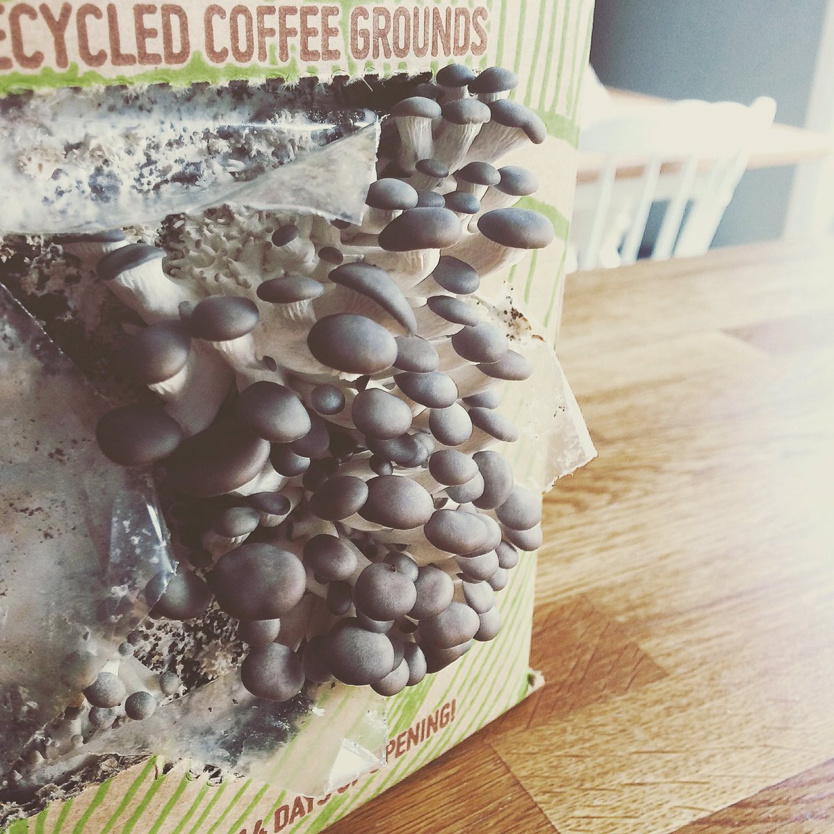 CrumbsMag's tweet image. Update from 'Shroom Daily: they're coming along nicely #oystermushroom #urbanfarming #mushroomsforpets @GroCycle
