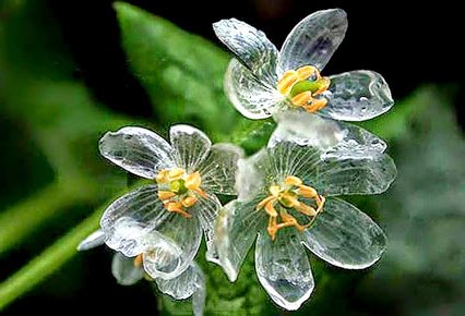 希望の花言葉 在 Twitter 上 サンカヨウ 普段は白い花びらですが 水に濡れると透明になる非常に珍しい花です 花言葉は 幸せ T Co Rnxhpb9o8o Twitter