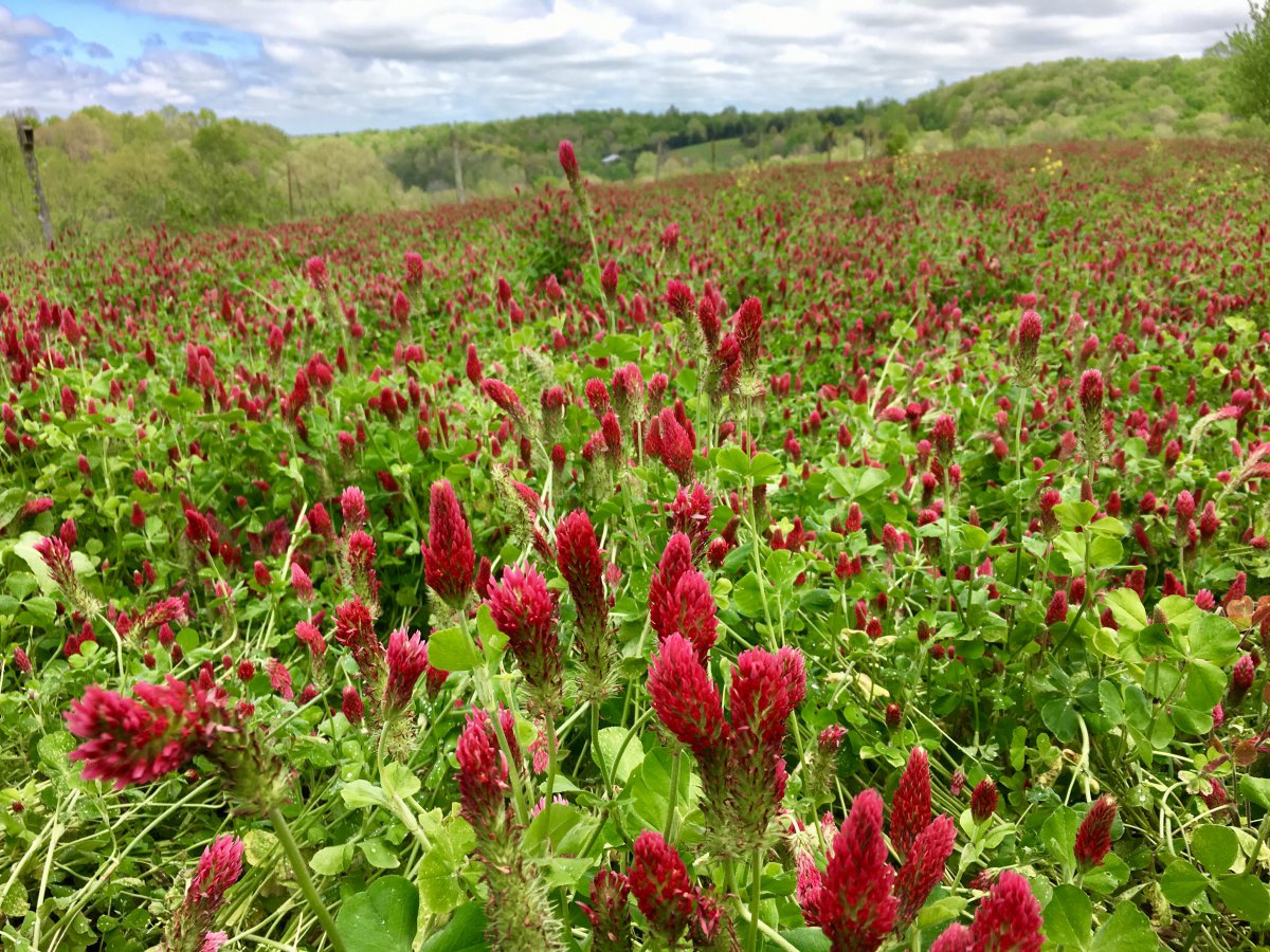 Monday's <a href="/VolGardener/">VolunteerGardener</a> shoot w/host <a href="/Barefoot_Farmer/">Jeff Poppen</a> in a  #RedBoilingSprings field of crimson clover (earworm!), Daikon radish &amp; buckwheat.