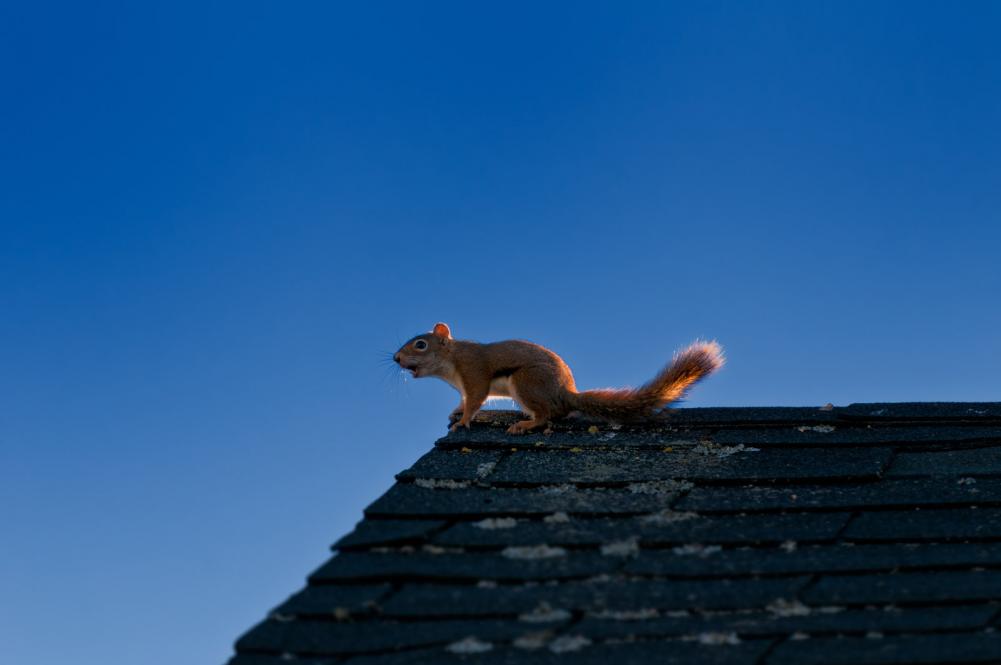 Did you know small critters like birds and squirrels can easily make their homes in chimneys and #RoofGutters. Whe … bit.ly/1R0Boo1