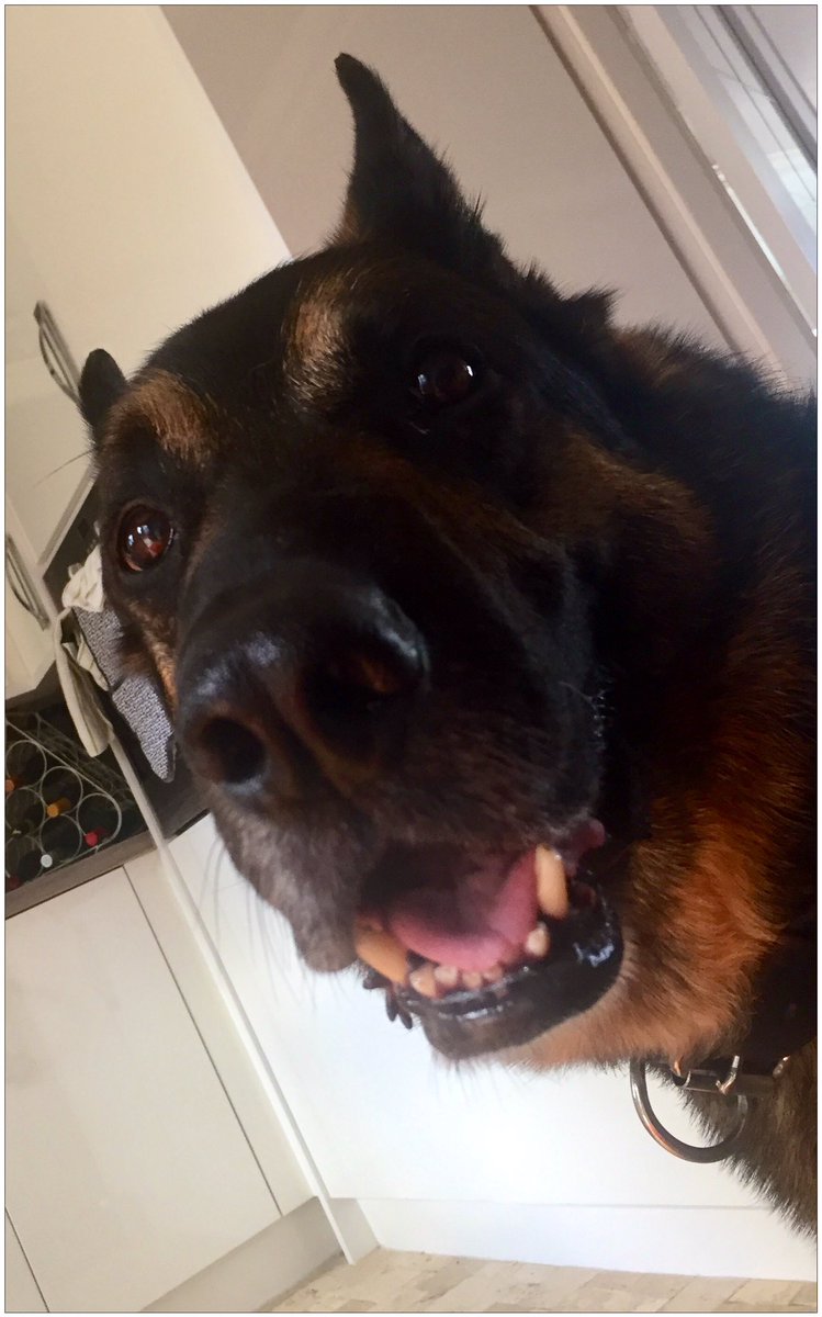 DogClubEvolve's tweet photo. Yo!! I'm loving having all this fun at Dog Club!! #dogclub #dogwalkerglasgow #funfordogs https://t.co/lJCTse1ddV